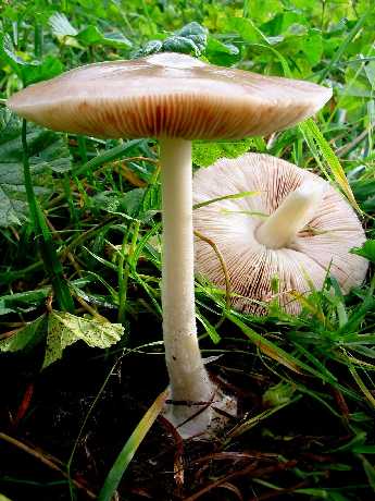 Nel giardino di Fior............